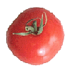 Tomate