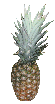 Ananas