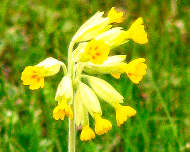 Schlüsselblume